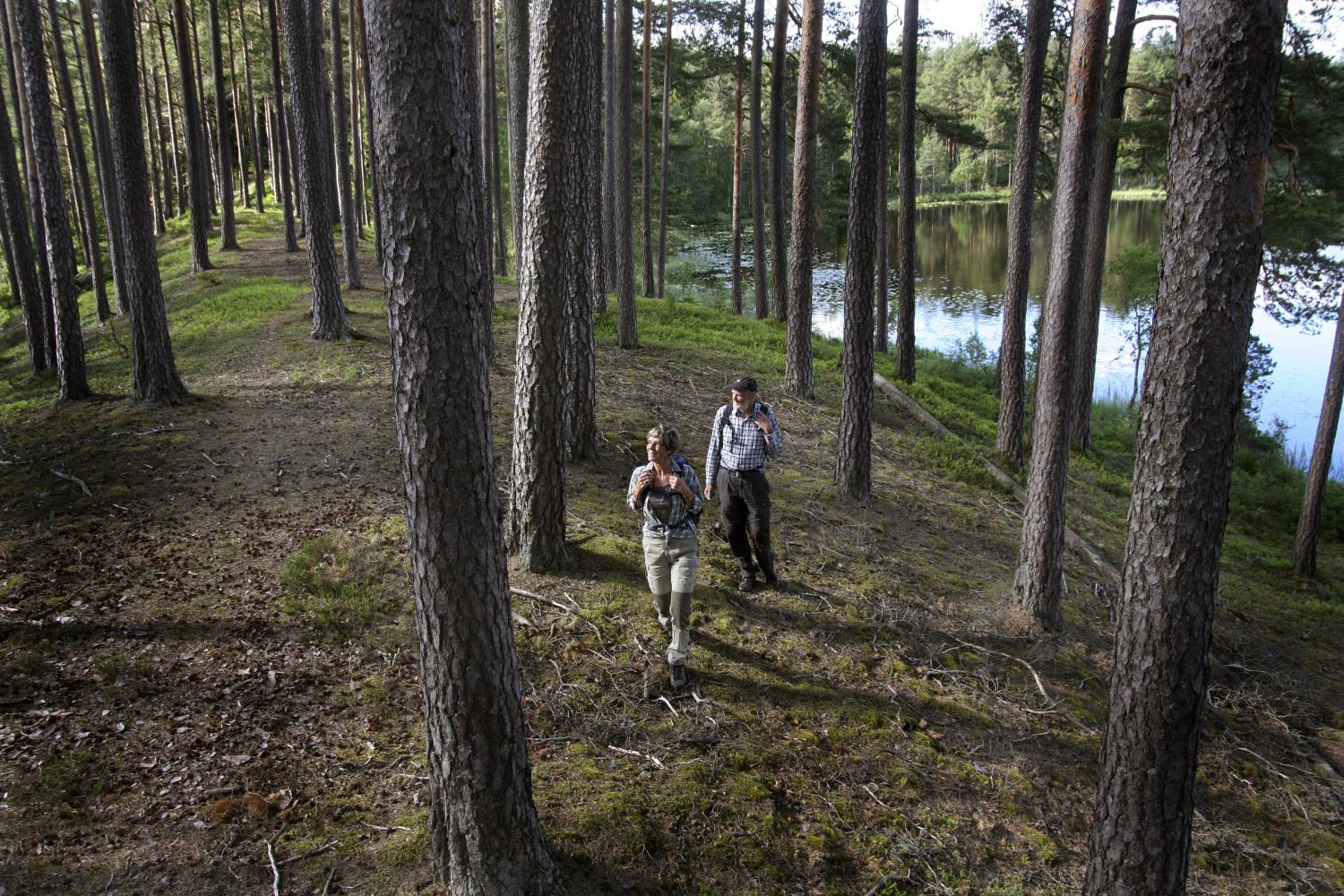 Vandring i skogen